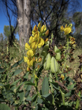 APII jpeg image of Crotalaria mitchellii  © contact APII