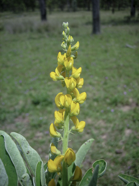 APII jpeg image of Crotalaria mitchellii subsp. mitchelli  © contact APII