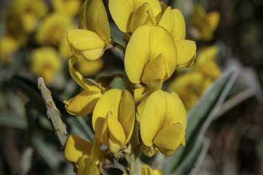 APII jpeg image of Crotalaria novae-hollandiae  © contact APII