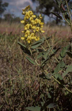 APII jpeg image of Crotalaria novae-hollandiae subsp. novae-hollandiae  © contact APII