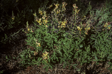 APII jpeg image of Crotalaria retusa  © contact APII