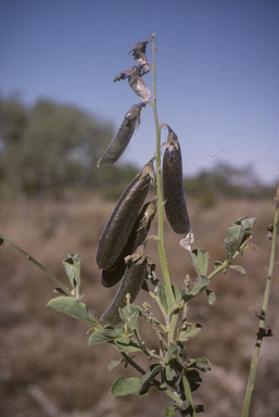 APII jpeg image of Crotalaria verrucosa  © contact APII