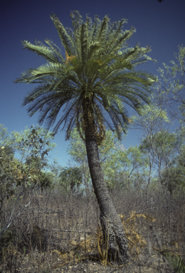 APII jpeg image of Cycas angulata  © contact APII