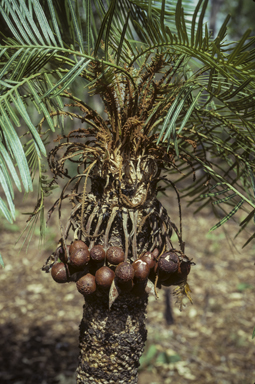 APII jpeg image of Cycas armstrongii  © contact APII