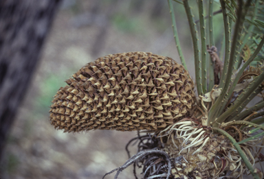 APII jpeg image of Cycas armstrongii  © contact APII