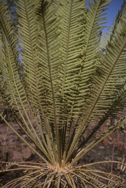 APII jpeg image of Cycas maconochiei  © contact APII