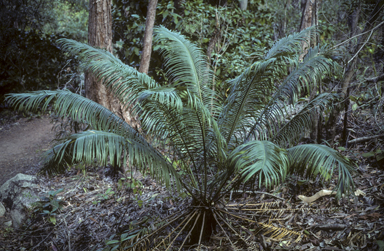 APII jpeg image of Cycas media subsp. banksii  © contact APII