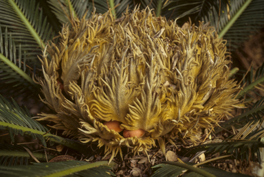 APII jpeg image of Cycas revoluta  © contact APII