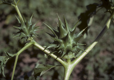 APII jpeg image of Datura ferox  © contact APII