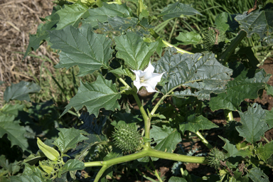 APII jpeg image of Datura stramonium  © contact APII