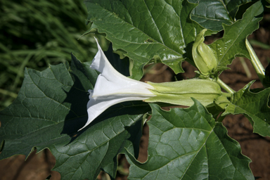 APII jpeg image of Datura stramonium  © contact APII