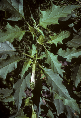 APII jpeg image of Datura stramonium  © contact APII