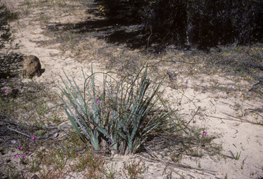 APII jpeg image of Dianella  © contact APII