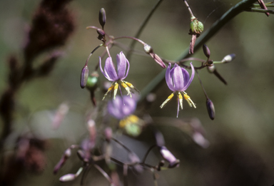 APII jpeg image of Dianella  © contact APII