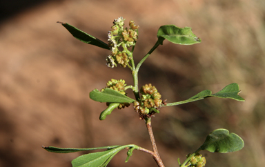 APII jpeg image of Dodonaea viscosa  © contact APII