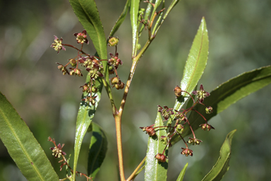 APII jpeg image of Dodonaea viscosa subsp. spatulata  © contact APII