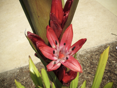 APII jpeg image of Doryanthes palmeri  © contact APII