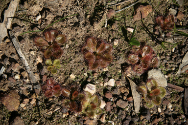 APII jpeg image of Drosera peltata  © contact APII