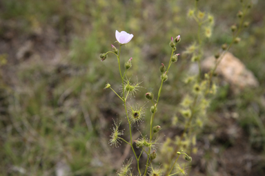 APII jpeg image of Drosera peltata  © contact APII