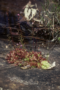 APII jpeg image of Drosera peltata subsp. spatulata  © contact APII