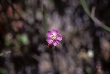 APII jpeg image of Drosera spatulata  © contact APII