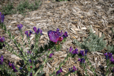 APII jpeg image of Echium plantagineum  © contact APII