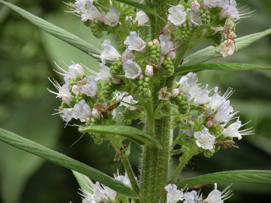 APII jpeg image of Echium wildpretii  © contact APII