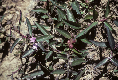 APII jpeg image of Eremophila debilis  © contact APII