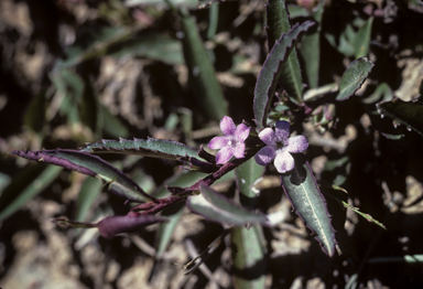 APII jpeg image of Eremophila debilis  © contact APII