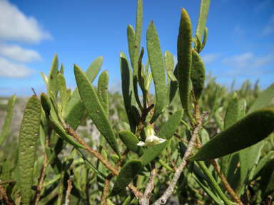 APII jpeg image of Eremophila deserti  © contact APII