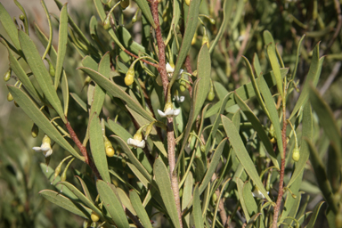 APII jpeg image of Eremophila deserti  © contact APII