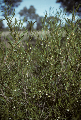 APII jpeg image of Eremophila deserti  © contact APII