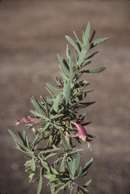 APII jpeg image of Eremophila latrobei  © contact APII