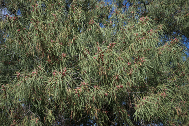 APII jpeg image of Eremophila longifolia  © contact APII