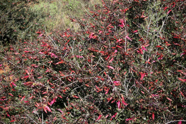 APII jpeg image of Eremophila maculata  © contact APII