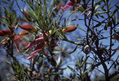 APII jpeg image of Eremophila maculata  © contact APII