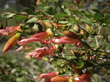 APII jpeg image of Eremophila maculata  © contact APII