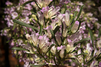 APII jpeg image of Eremophila sturtii  © contact APII