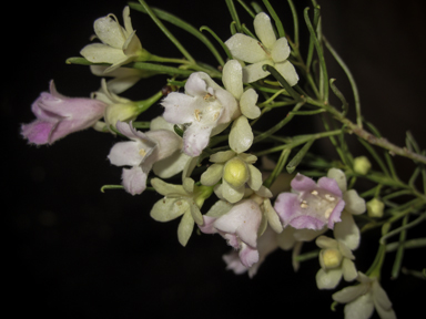 APII jpeg image of Eremophila sturtii  © contact APII