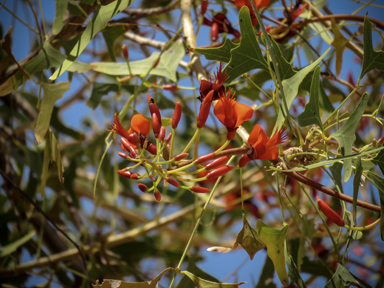 APII jpeg image of Erythrina vespertilio  © contact APII