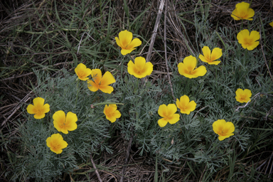 APII jpeg image of Eschscholzia californica  © contact APII