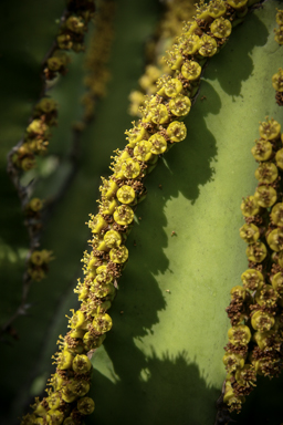 APII jpeg image of Euphorbia cooperi  © contact APII