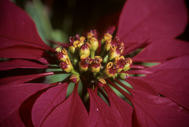 APII jpeg image of Euphorbia pulcherrima  © contact APII