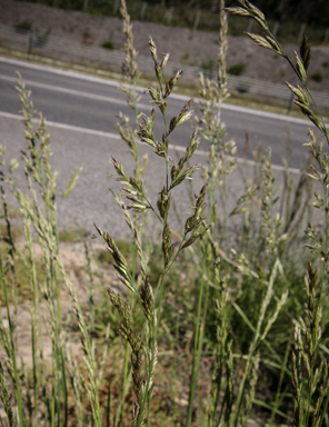 APII jpeg image of Festuca arundinacea  © contact APII