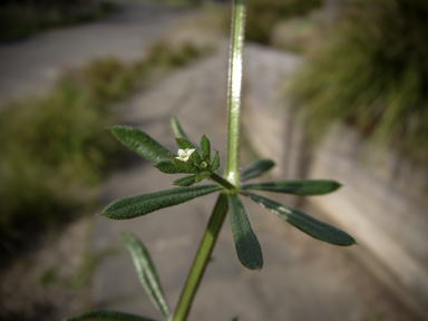 APII jpeg image of Galium aparine  © contact APII