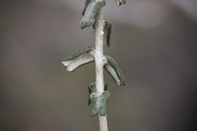 APII jpeg image of Gastrolobium tetragonophyllum  © contact APII