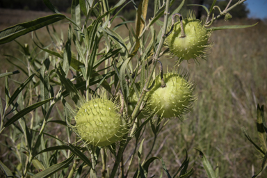 APII jpeg image of Gomphocarpus physocarpus  © contact APII