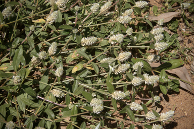 APII jpeg image of Gomphrena celosioides  © contact APII