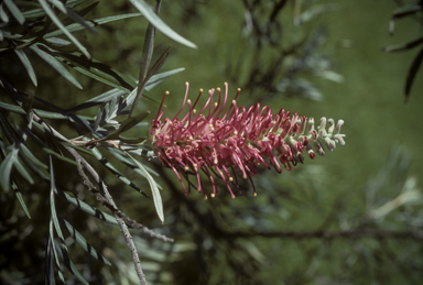 APII jpeg image of Grevillea banksii  © contact APII