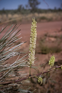 APII jpeg image of Grevillea pyramidalis  © contact APII